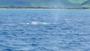 whale2